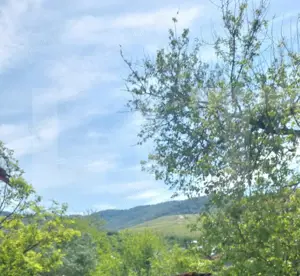 Blitz va ofera spre vanzare casa cu teren generos in Covăsânț - imagine 3