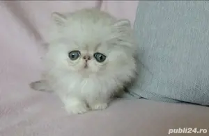 Persane silver shaded