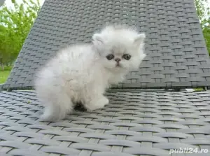 Persane silver shaded - imagine 5