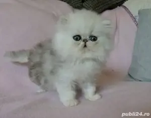 Persane silver shaded - imagine 3