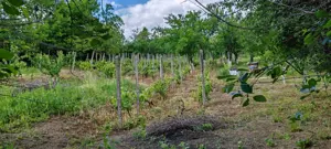 Casa de vânzare  - imagine 3