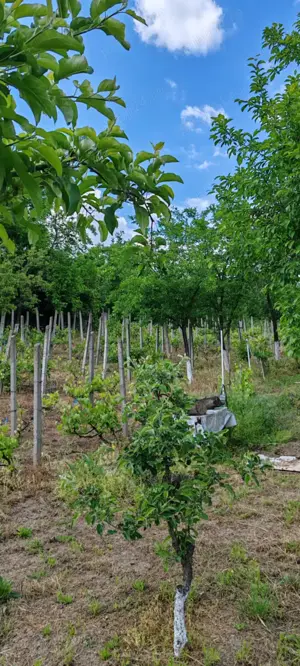 Casa de vânzare  - imagine 7