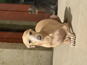 Piccolo Levriero Italiano