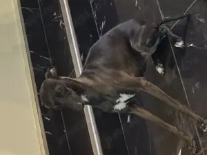 Piccolo Levriero Italiano