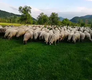 Angajez cioban pentru pază oi