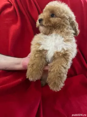 Maltipoo fetiță si băiat  - imagine 2