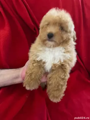 Maltipoo fetiță si băiat  - imagine 3