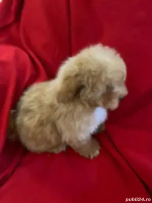 Maltipoo fetiță si băiat  - imagine 4