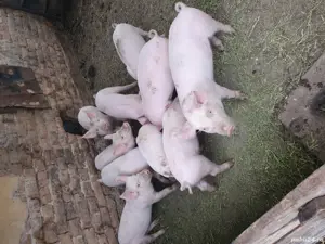 purcei de vânzare  - imagine 3