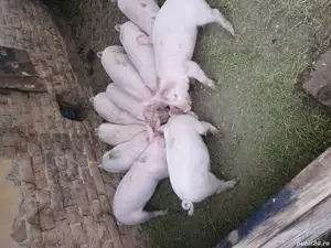 purcei de vânzare  - imagine 5