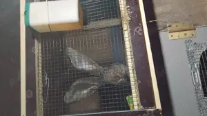 Uriaș german gri   - imagine 5