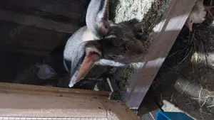 Uriaș german gri   - imagine 4