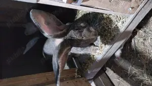 Uriaș german gri   - imagine 3