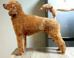 Mascul Pudel cu pedigree - imagine 2