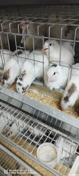 prepelițe outoare!  - imagine 3  prepelițe outoare!  - imagine 3