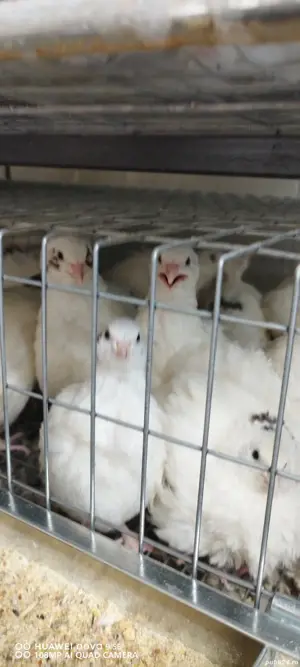 prepelițe outoare!  - imagine 2  prepelițe outoare!  - imagine 2