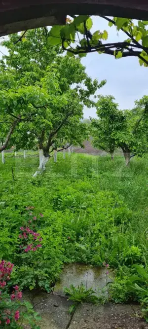 Oportunitate! Casa Bod pe un singur nivel, teren 980 mp pivnita, garaj ,mobilata - imagine 5