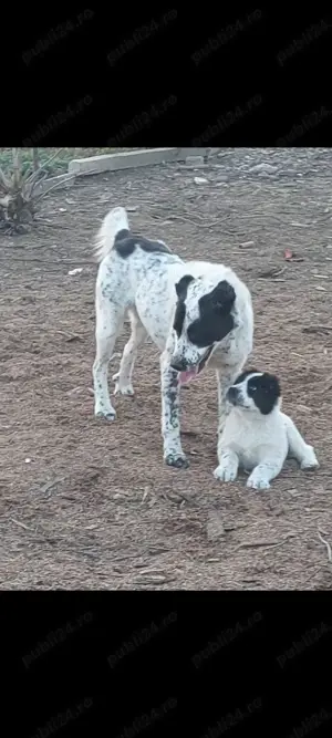 Pereche adult Ciobanesc de asia centrala  - imagine 3