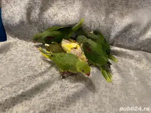 Pui de papagali vorbitori Micul alexandru si marele alexandru blanzi - imagine 2