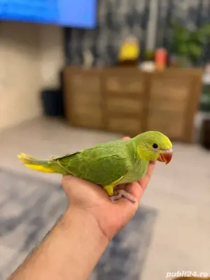 Pui de papagali vorbitori Micul alexandru si marele alexandru blanzi