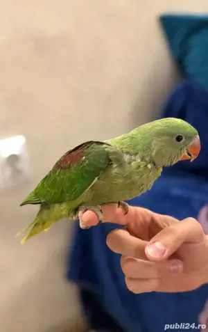Pui de papagali vorbitori Micul alexandru si marele alexandru blanzi - imagine 5