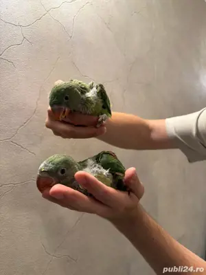 Pui de papagali vorbitori Micul alexandru si marele alexandru blanzi - imagine 4