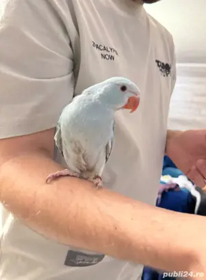 Pui de papagali vorbitori Micul alexandru si marele alexandru blanzi - imagine 3