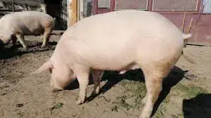 Vând porci MARELE Alb