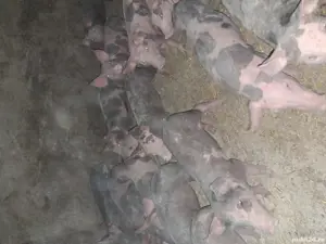 purcei de toate rasele pret intre 150-300 bucata - imagine 3