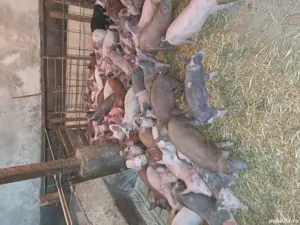 purcei de toate rasele pret intre 150-300 bucata - imagine 2