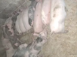 purcei de toate rasele pret intre 150-300 bucata - imagine 5