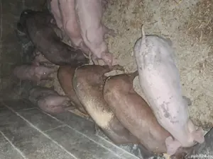 purcei de toate rasele pret intre 150-300 bucata - imagine 4