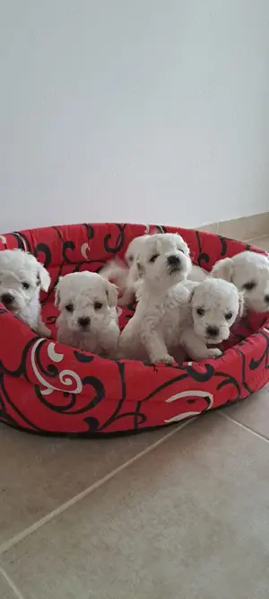 Bichon frise
