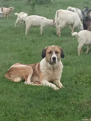 Câini crescuți la stână de vânzare  - imagine 5 Câini crescuți la stână de vânzare  - imagine 5