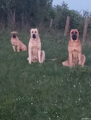 câini  ciobănești  - imagine 3