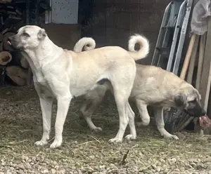 Femelă Kangal  - imagine 2