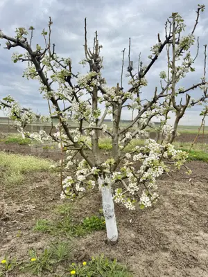 Livada+gradina, teren intravilan 2902mp, Damienesti-Bacau, comision 0 - imagine 5