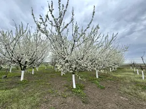 Livada+gradina, teren intravilan 2902mp, Damienesti-Bacau, comision 0 - imagine 2