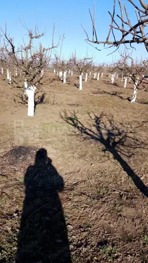 Livada+gradina, teren intravilan 2902mp, Damienesti-Bacau, comision 0 - imagine 16