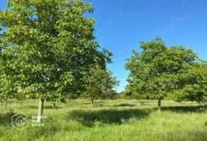 Teren extravilan Bazosul Nou, 500 000 mp - imagine 3