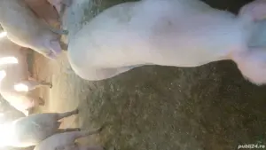 vind porci pt sacrificat 