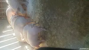 vind porci pt sacrificat  - imagine 3