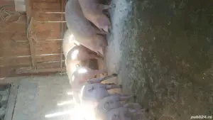 vind porci pt sacrificat  - imagine 2
