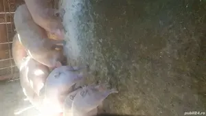 vind porci pt sacrificat  - imagine 4