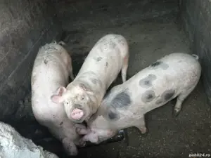 Vand 5 purcei la 100-120 kg