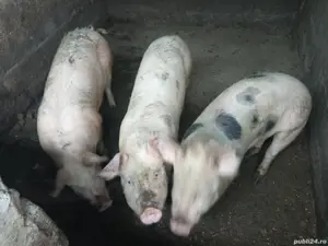 Vand 5 porci la 100-120 kg - imagine 2