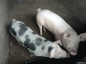 Vand 5 porci la 100-120 kg - imagine 3