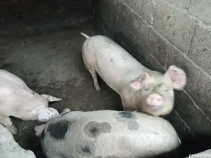 Vand 5 porci la 100-120 kg - imagine 5