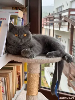 Motan british shorthair