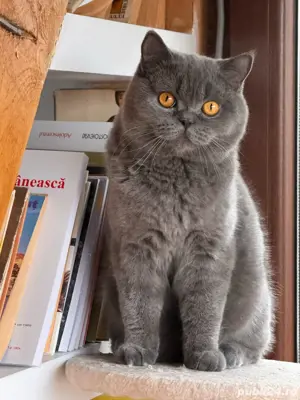 Motan british shorthair - imagine 3 Motan british shorthair - imagine 3